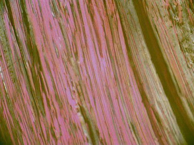 4-硝基鄰苯二甲腈